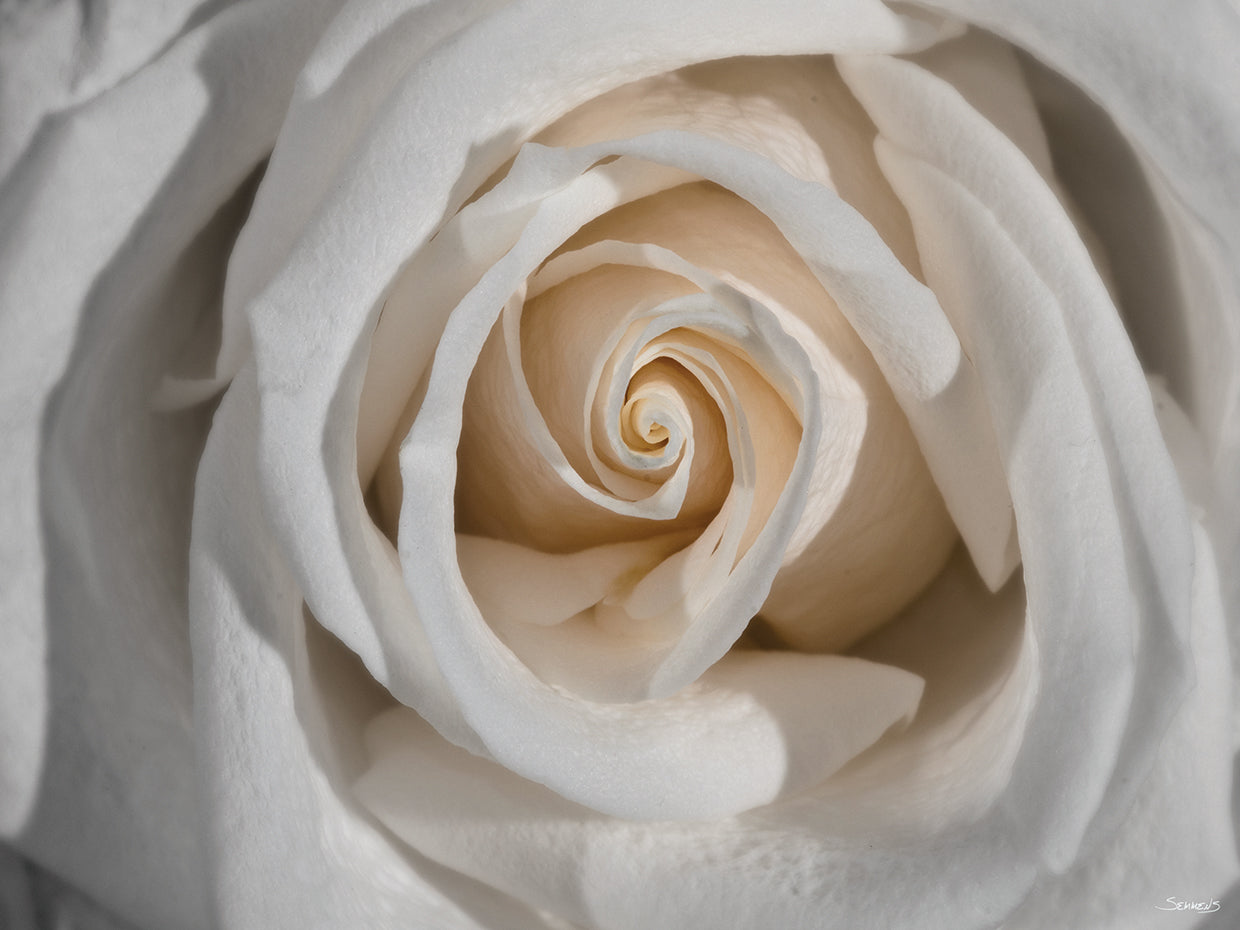 White Rose Colorized B&W