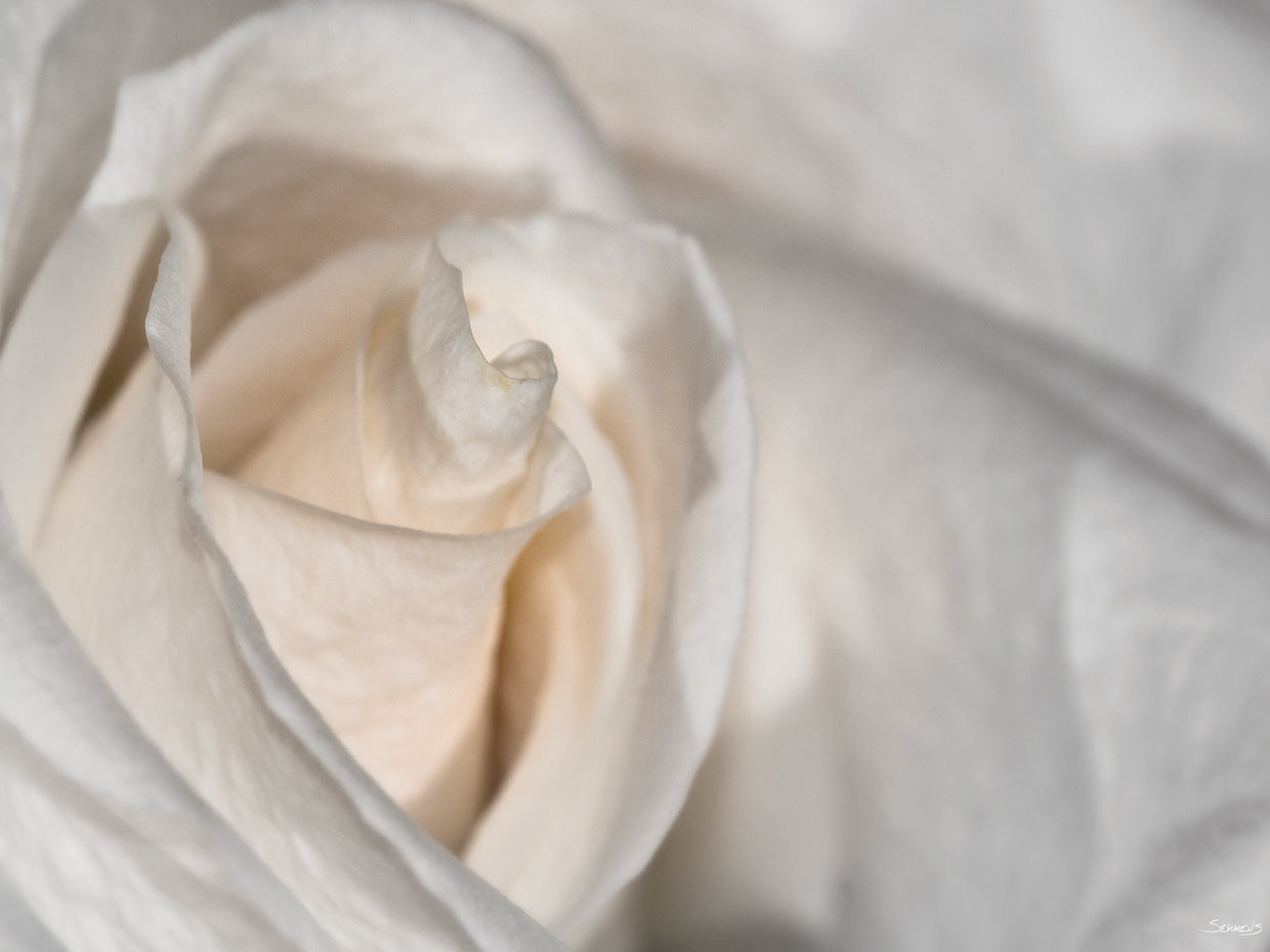 White Rose Colorizes B&W # 2