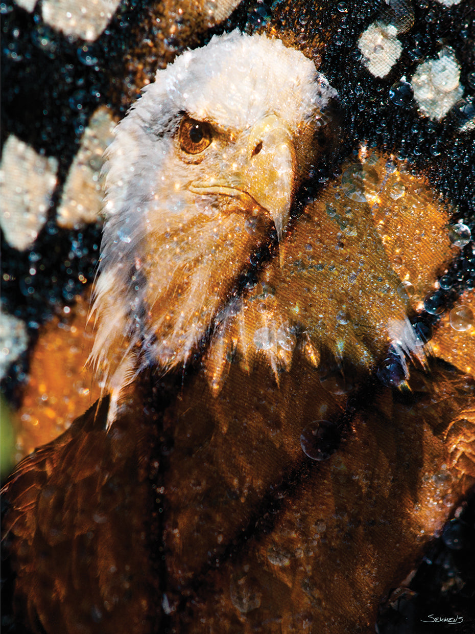American Bald Eagle I