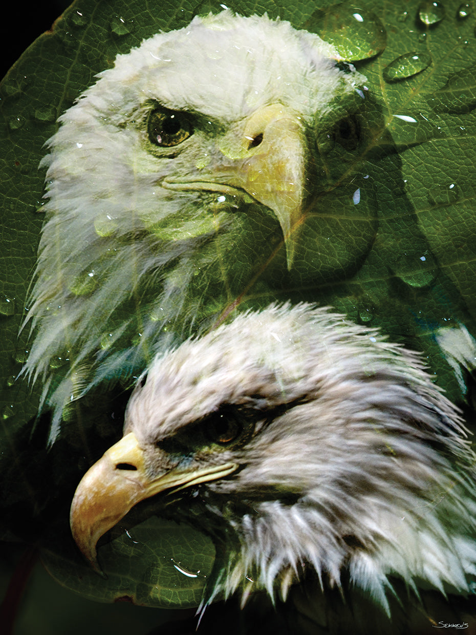 American Bald Eagle III