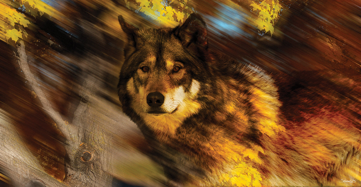 Autumn Wolf