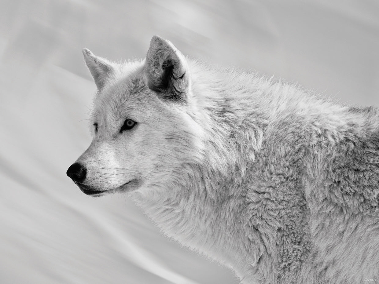 White Wolf BW