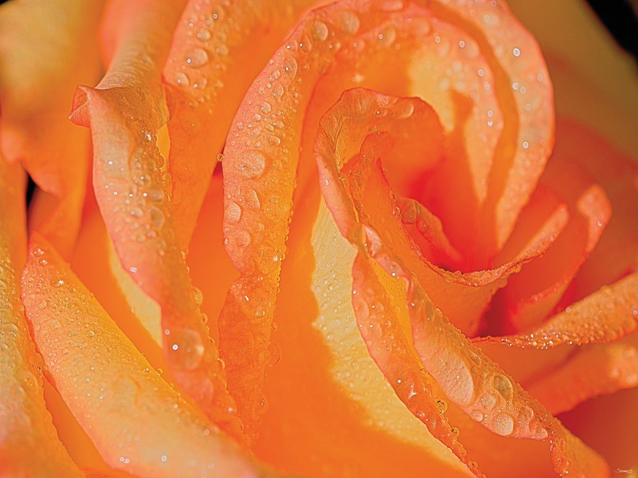 The Rose Photography # 4