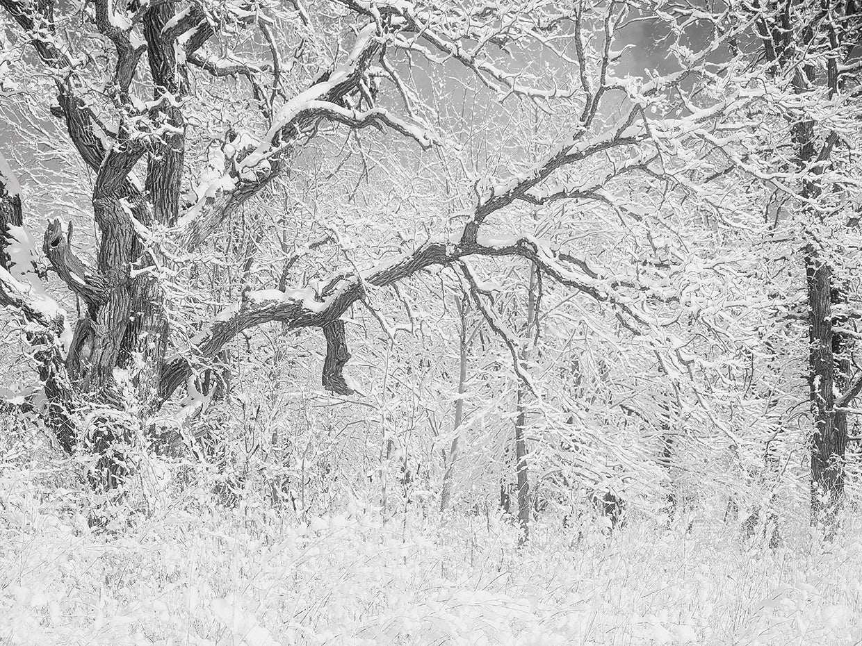 BUFFALO RIVER 45 Light