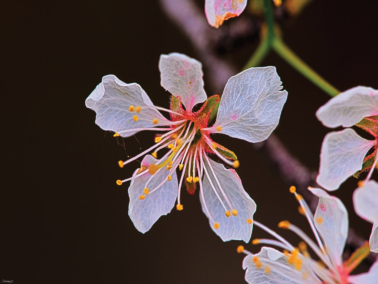 Nature Photography # 1