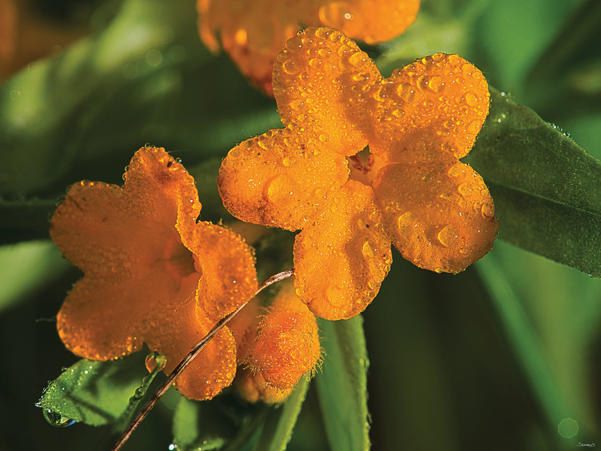 Nature Photography # 4