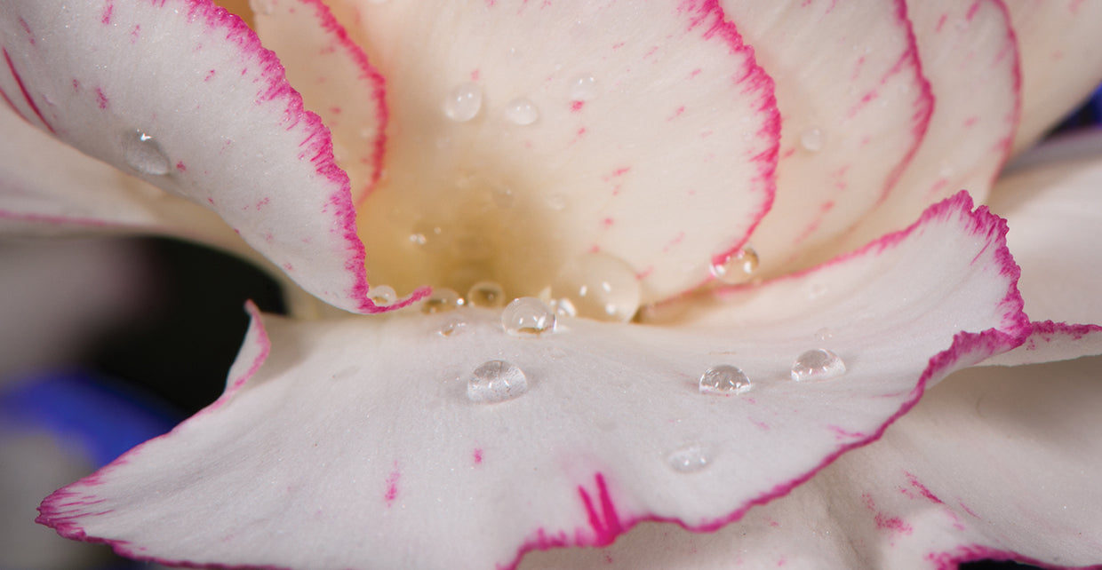 Water Drops on Carnation Petal