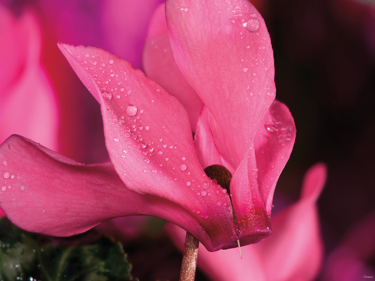 Pink Flower with Raindrops