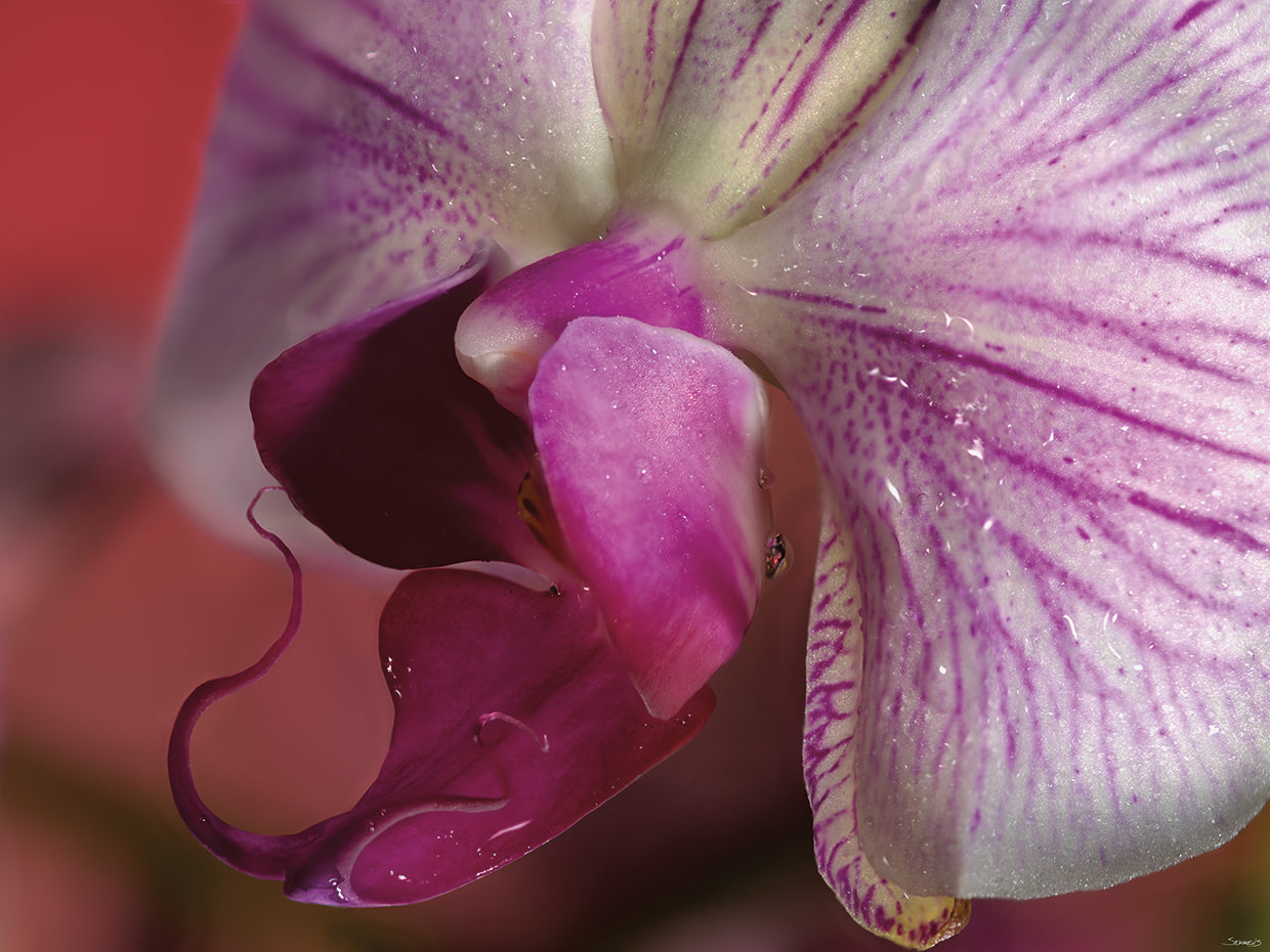 Purple Orchid # 2