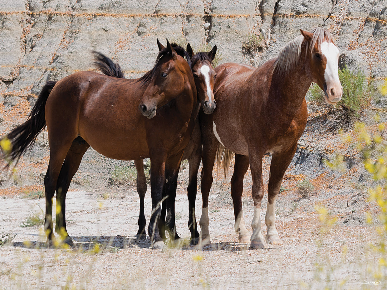 Tree Brown Horses