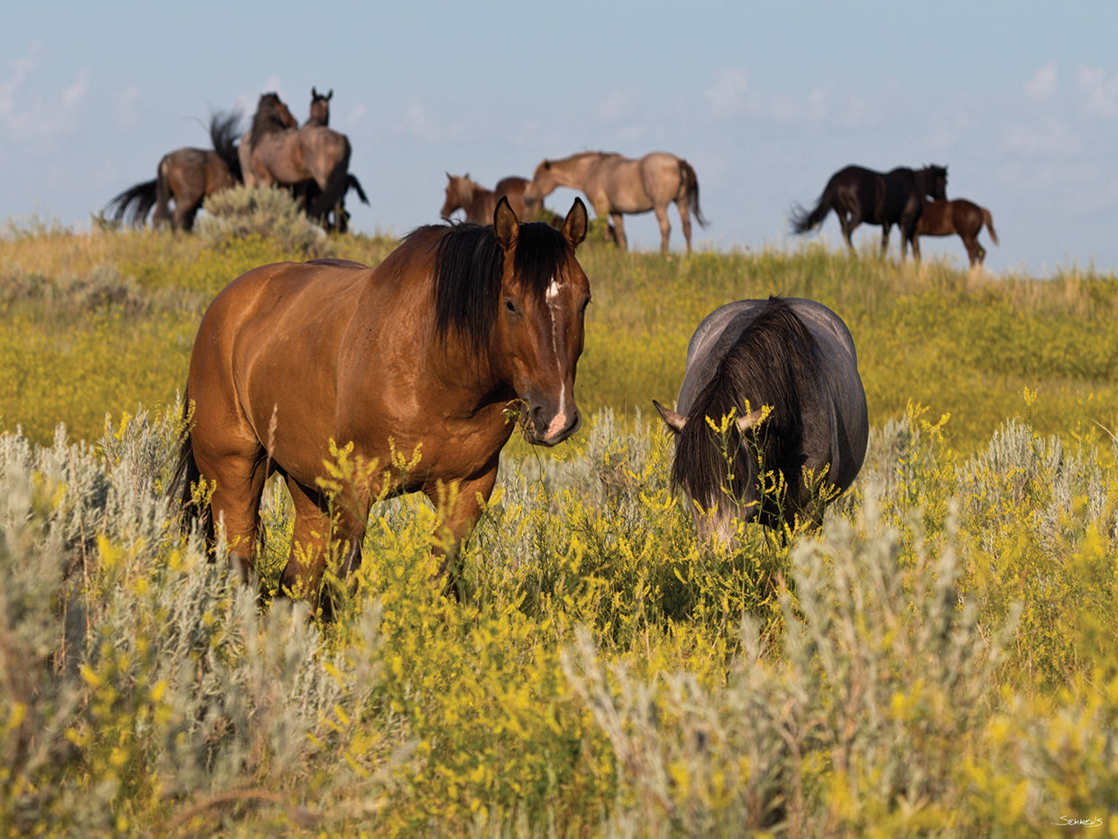 Wild Horses at Field