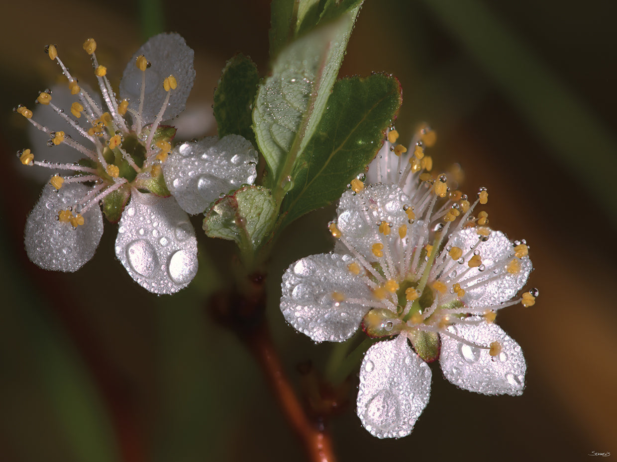 2 White Flowers
