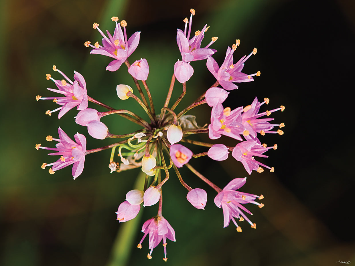Pink Flowers Buds