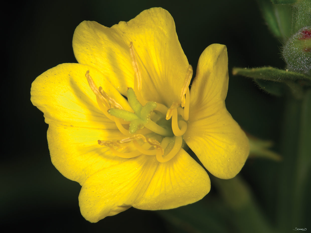 Yellow Flower Photography # 2