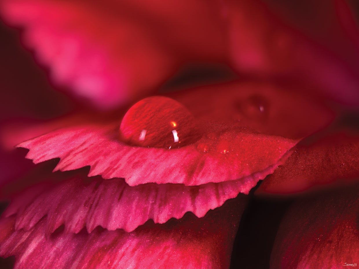 Water Drop on Petal