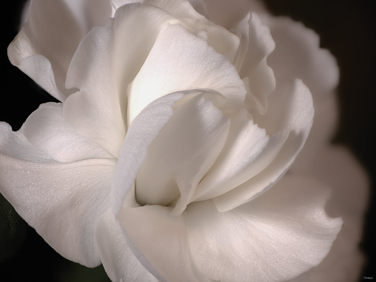 White Flower Close Up