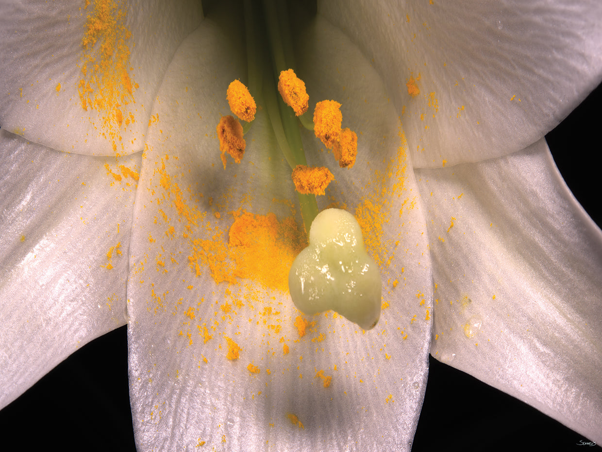 Pollen Flower