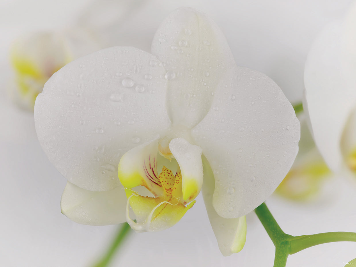 White Orchid # 2