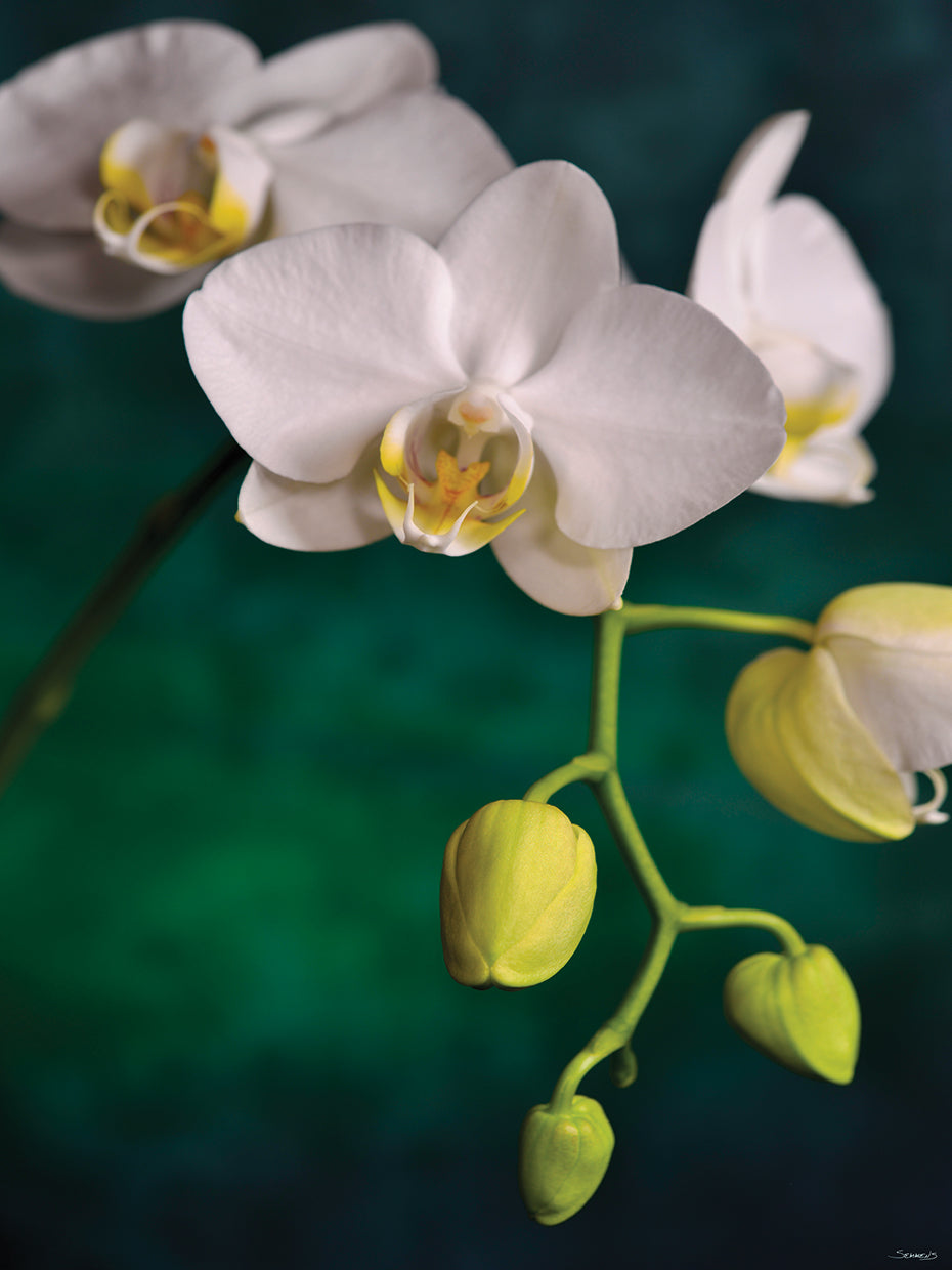 White Flower with Close Buds