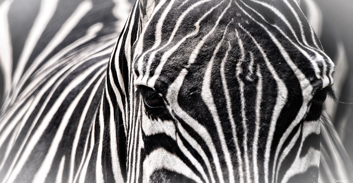 B&W Zebra