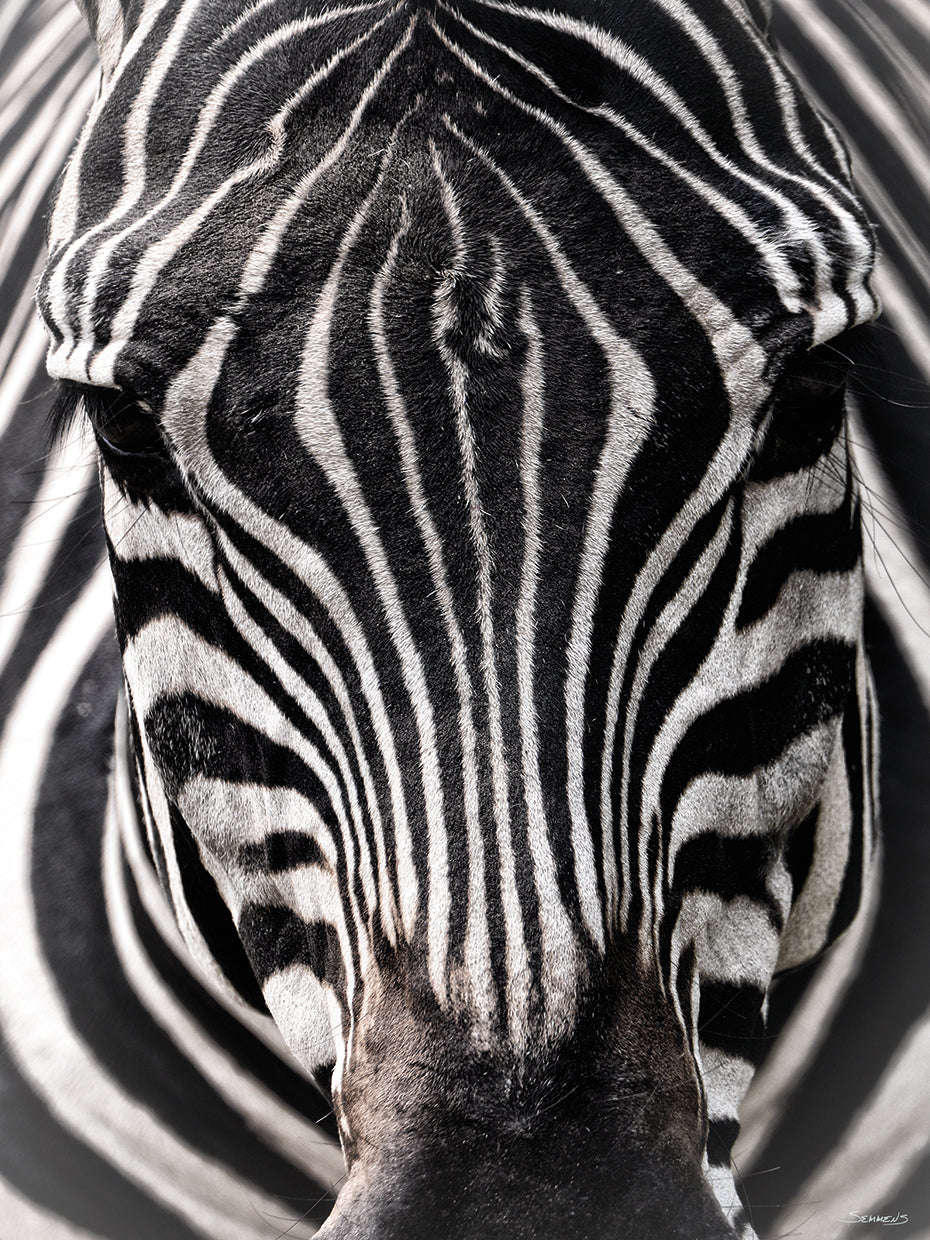 Zebra Portrait