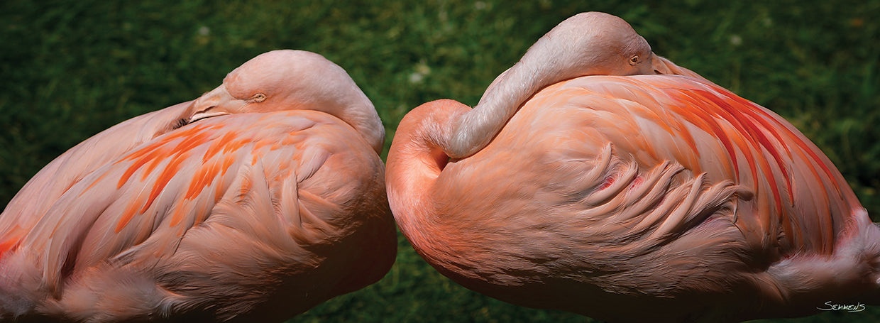 Sleeping Flamingos
