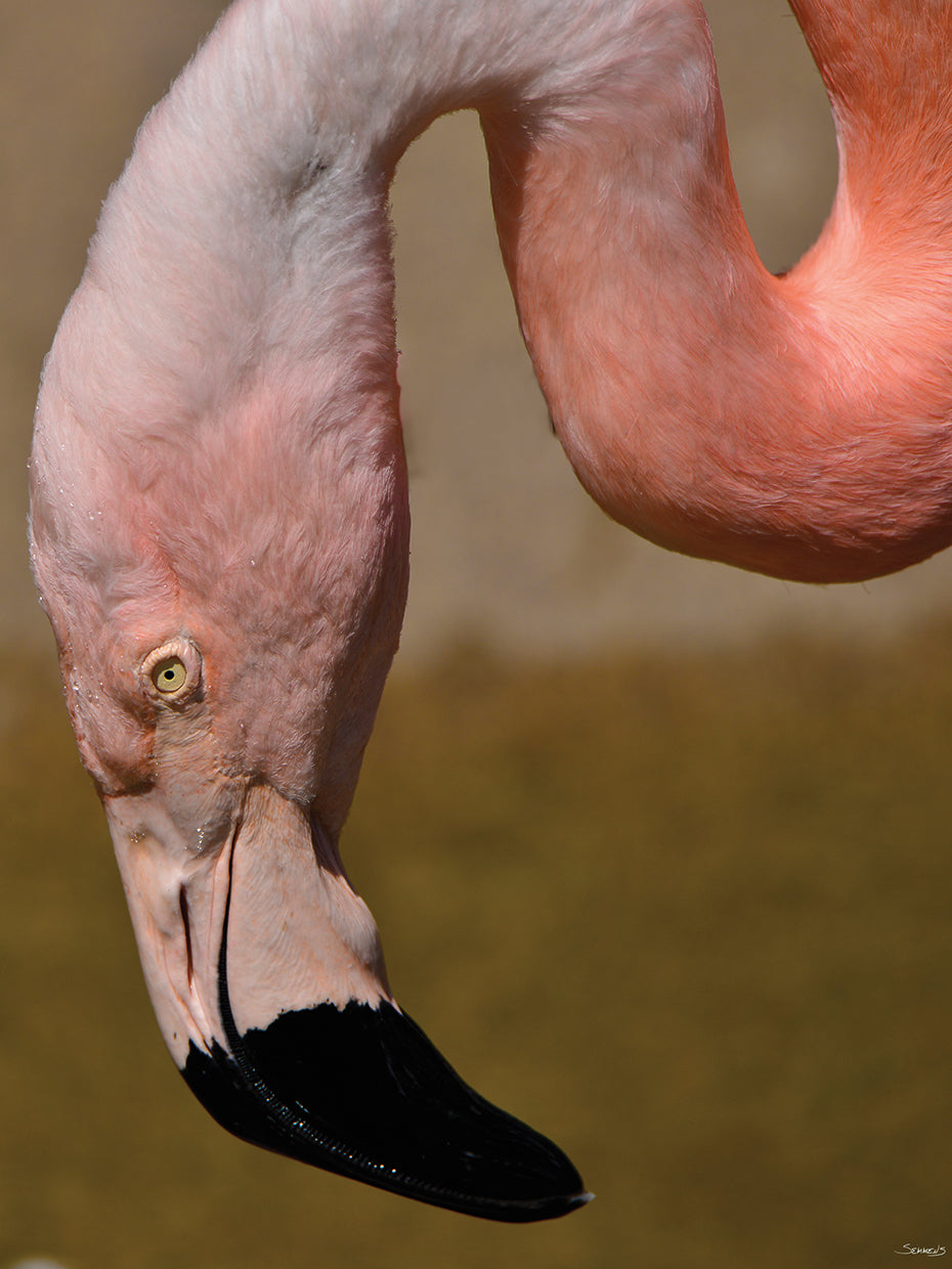 Flamingo Portrait