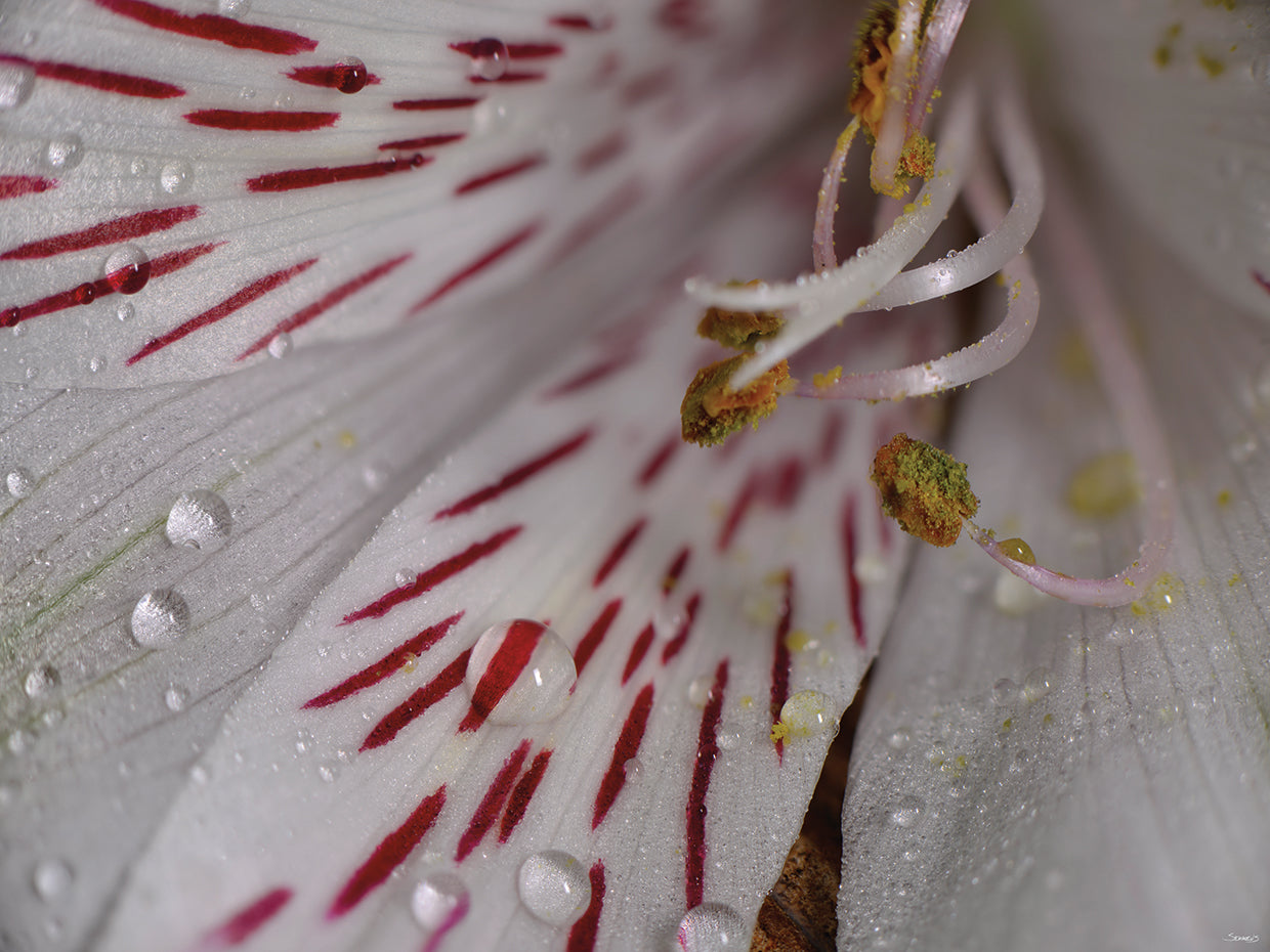 White Flower Close Up # 4