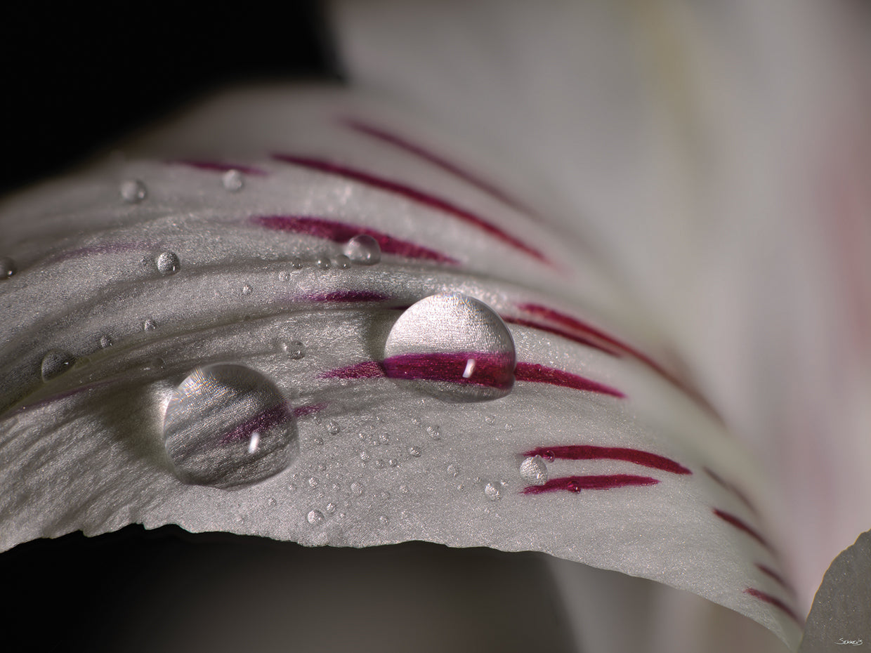 White Flower Close Up # 5