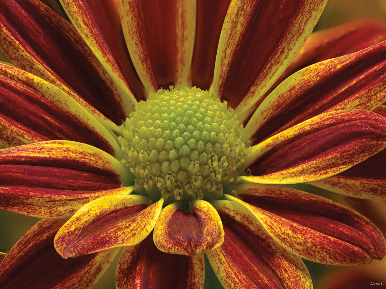 Red and Yellow Flower Close Up