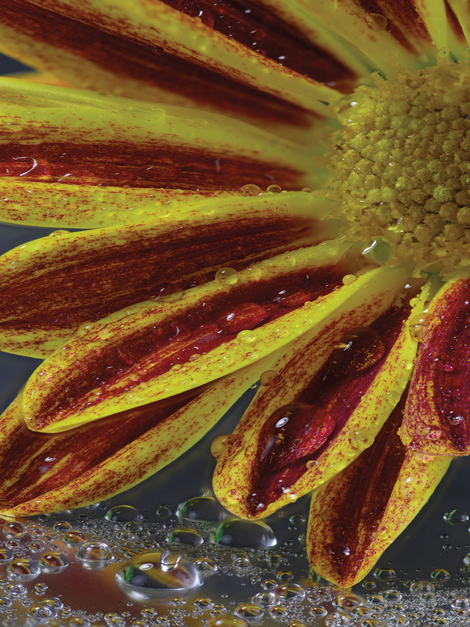 Read and Yellow Flower Close up