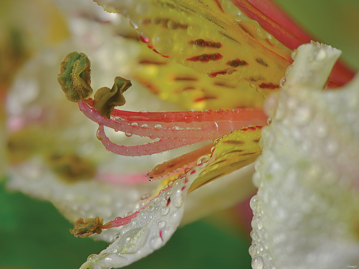 White and Yellow Flower Close Up Photography