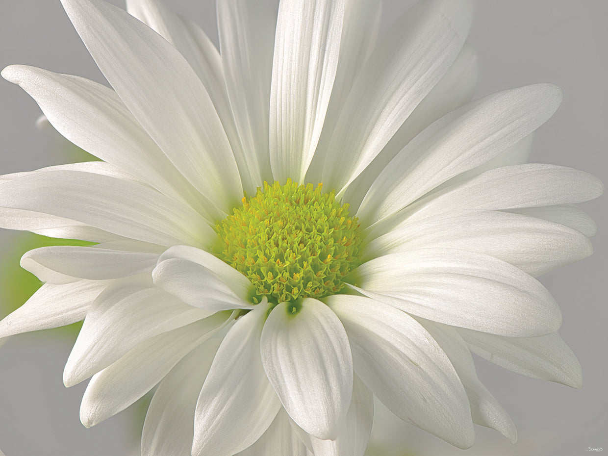 White Flower Photography