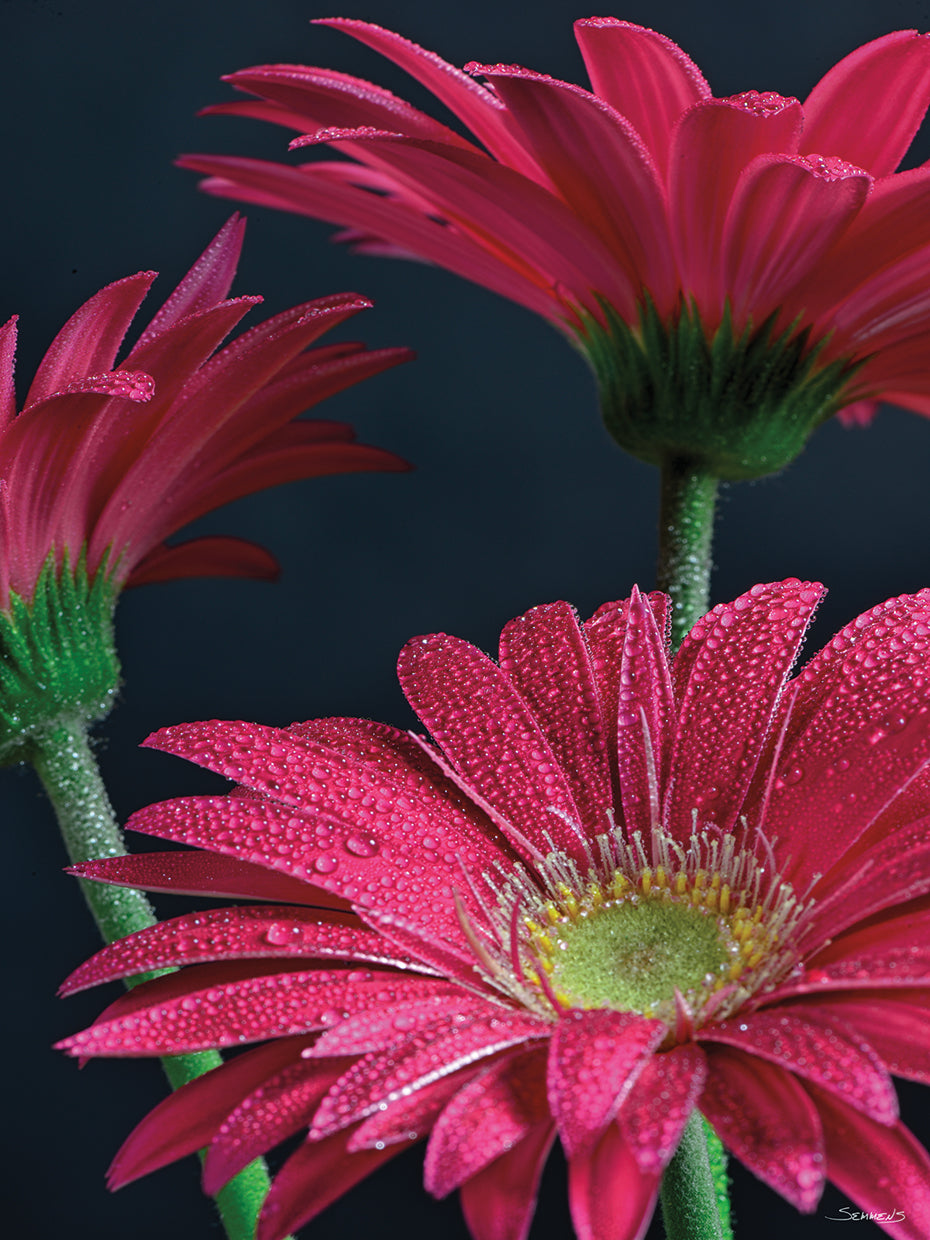 Gerbera Daisy -3