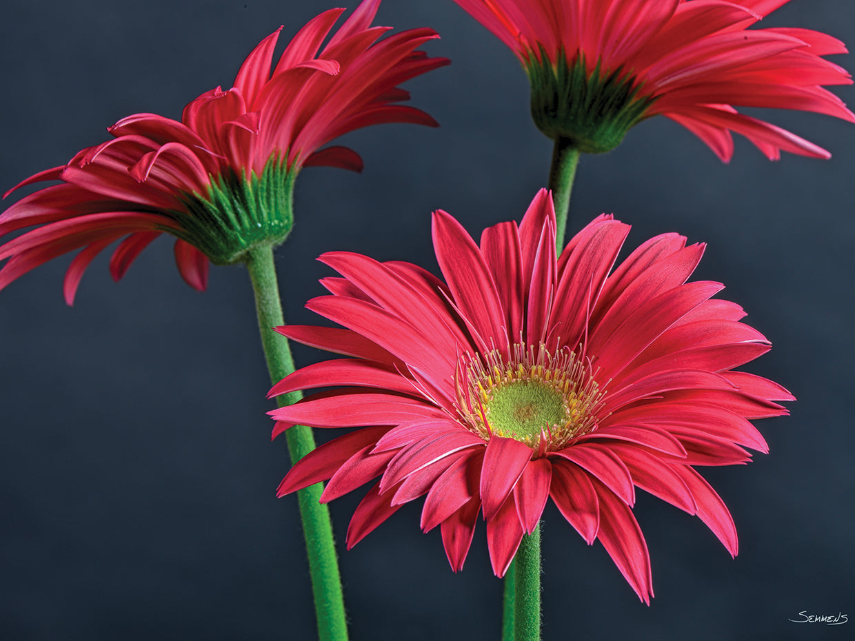 Gerbera Daisy