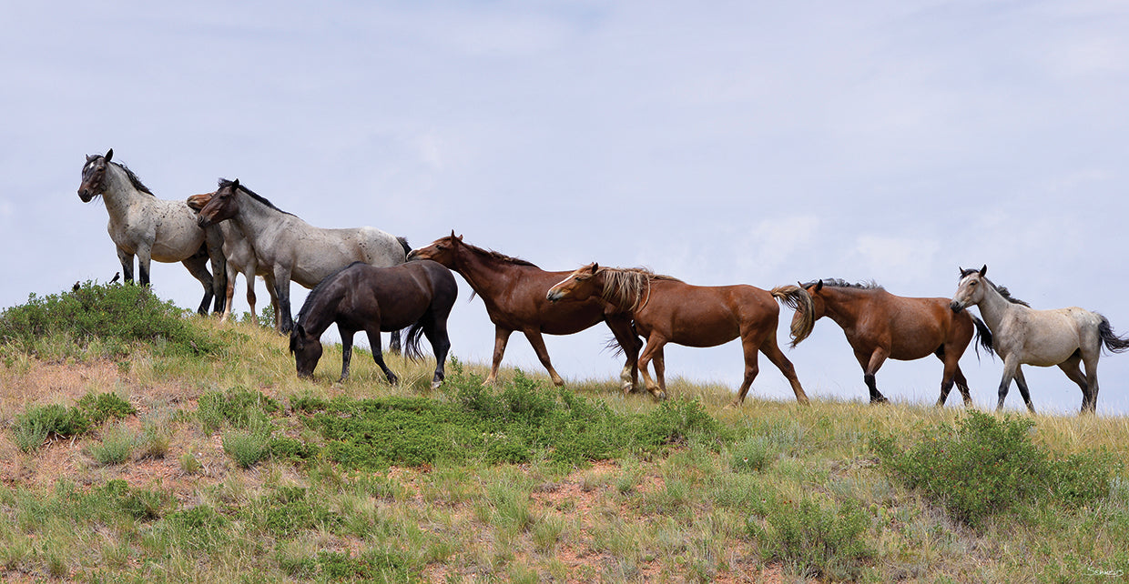 Mustangs of the Badlands # 6