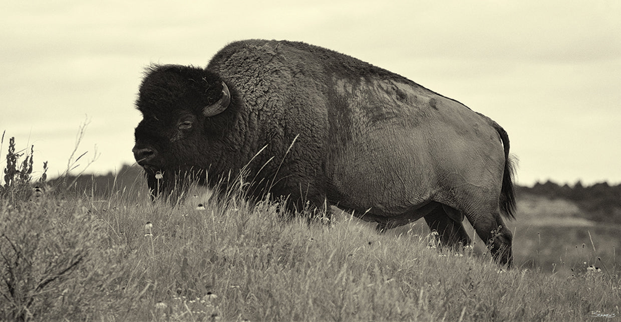 Badlands Buffalo B&W
