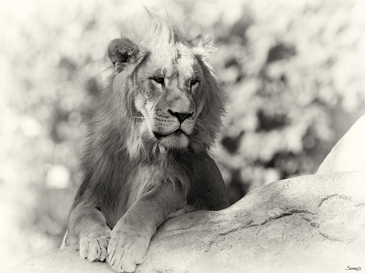 B&W Lion