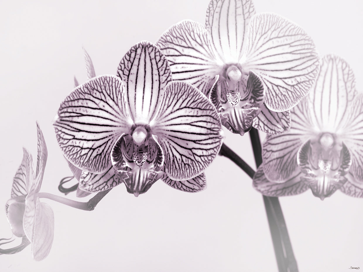 Purple and White Orchid # 3