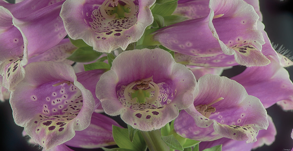 Digitalis 06