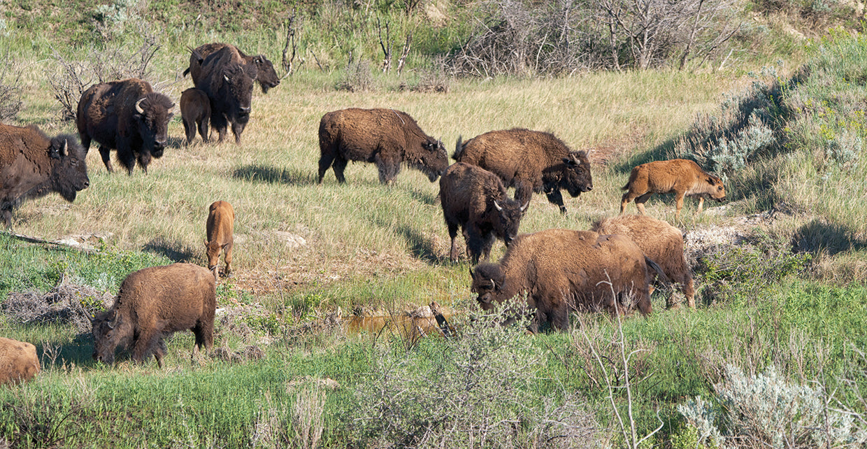 Bison of the Badlands 09
