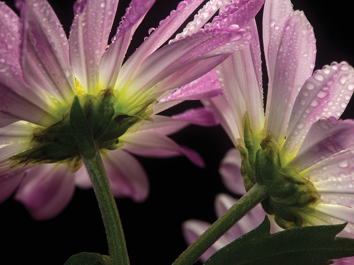 Beneath the Daisies 03