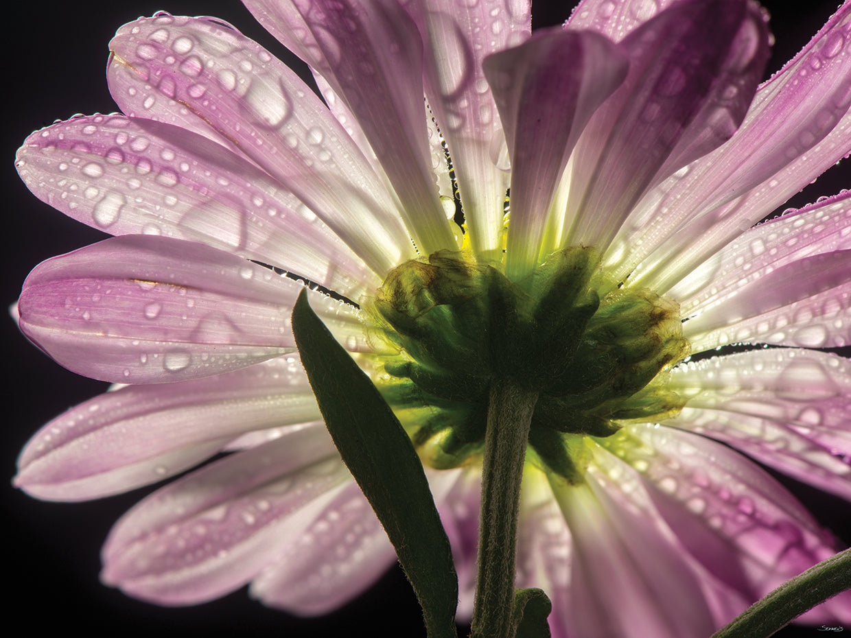 Beneath the Daisies 05