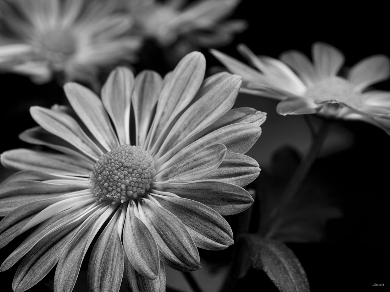 Pink Daisies B&W 02
