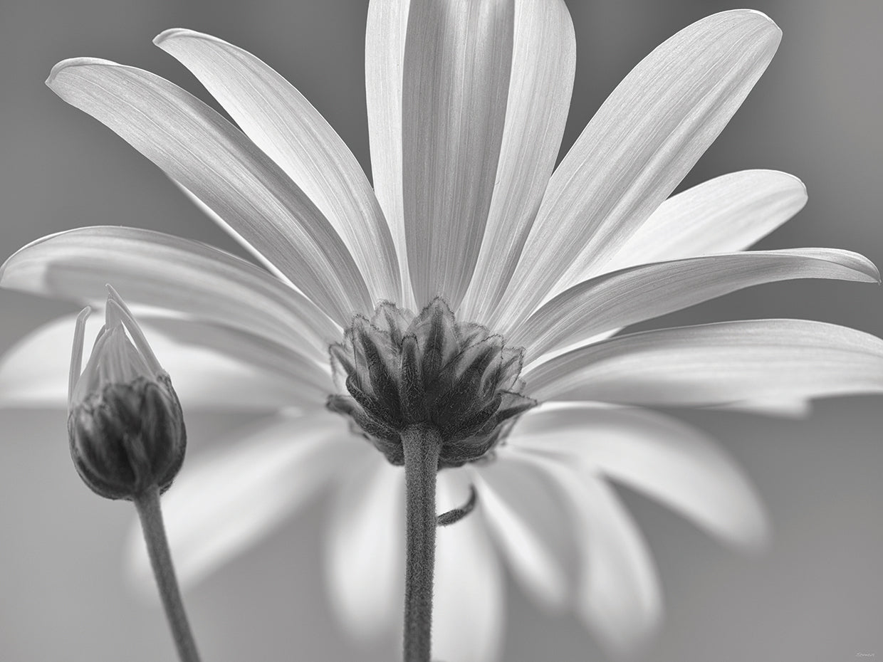 White Daisy B&W-03