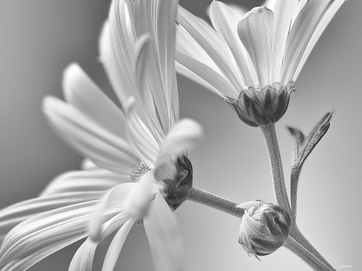 White Daisy B&W- 5