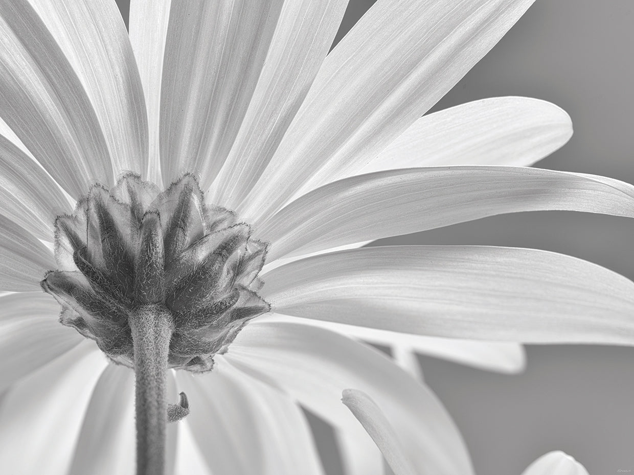 White Daisy B&W-06
