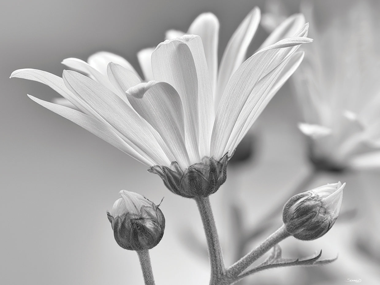 White Daisy B&W- 8