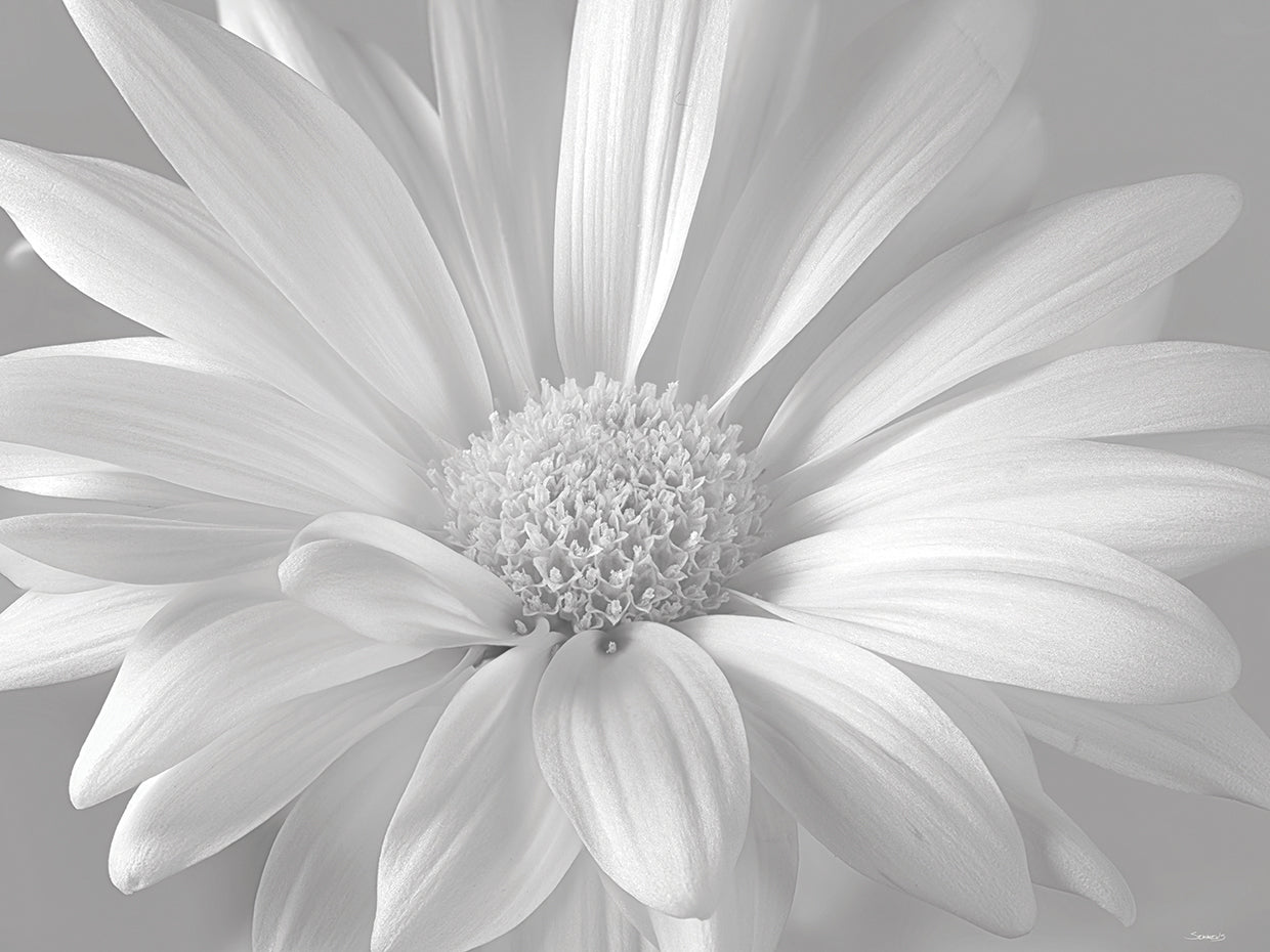 White Daisy B&W- 9