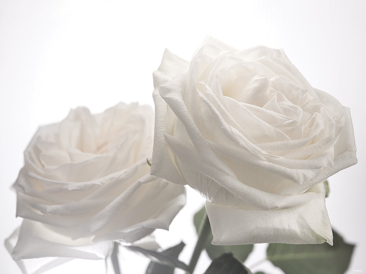 White Rose 06